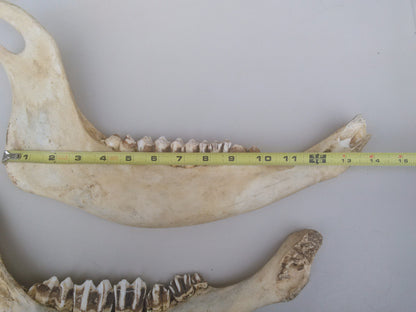 HORSE OR OTHER ANIMAL JAW TEETH FREE SHIP