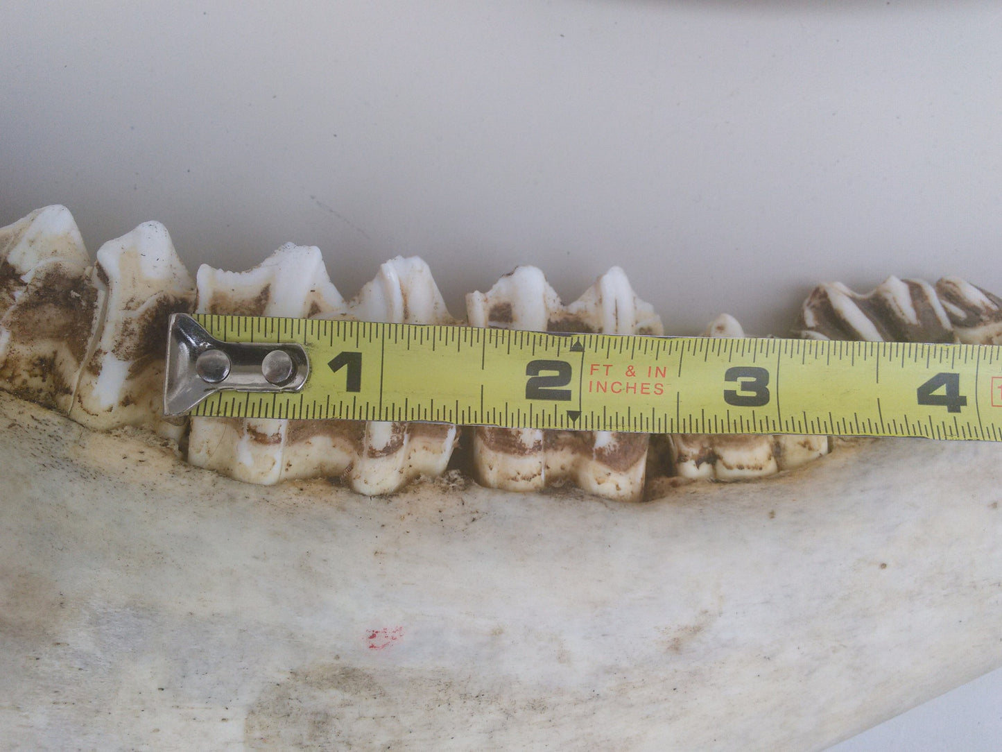 HORSE OR OTHER ANIMAL JAW TEETH FREE SHIP
