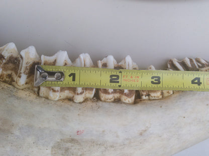 HORSE OR OTHER ANIMAL JAW TEETH FREE SHIP
