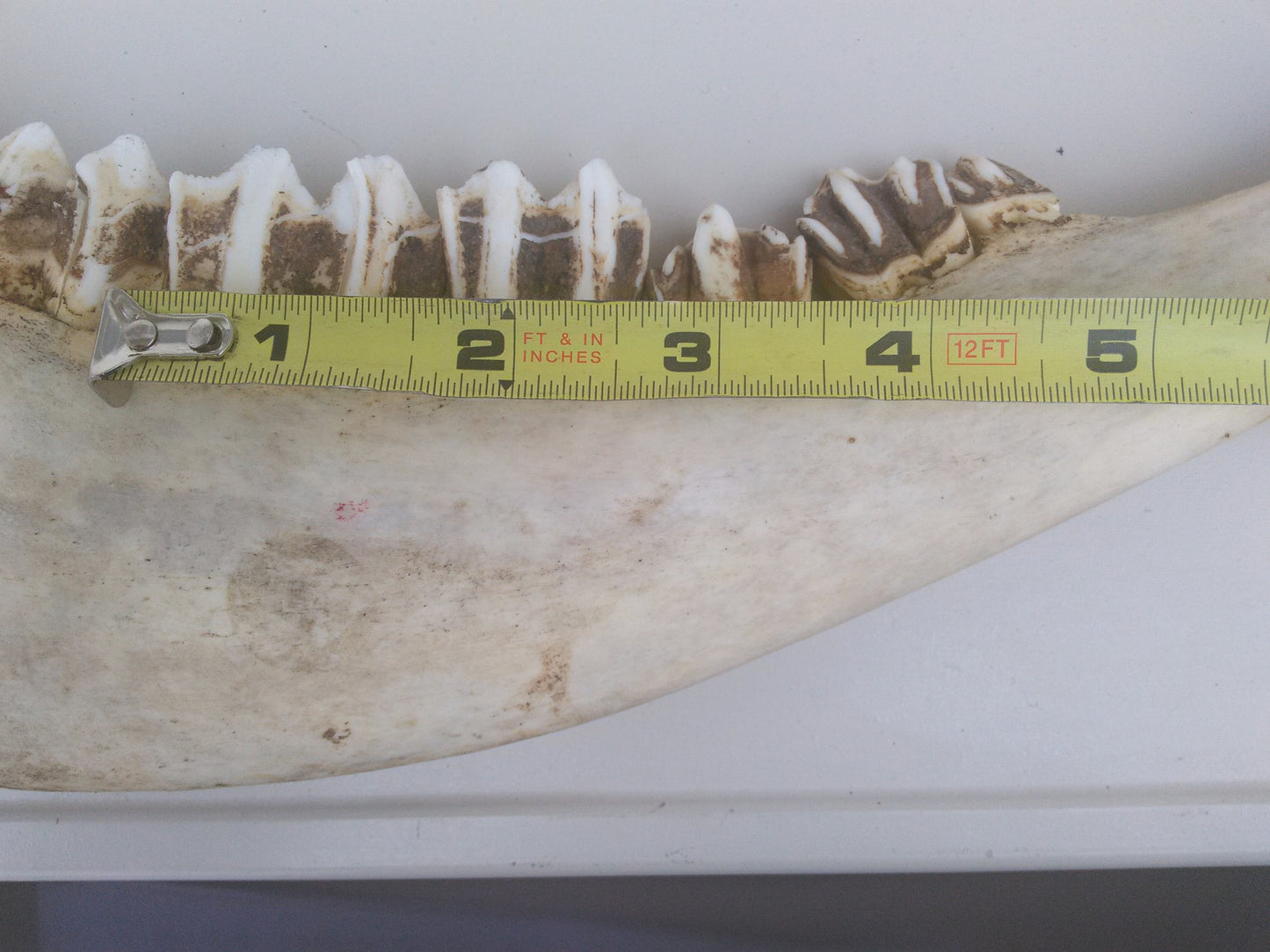 HORSE OR OTHER ANIMAL JAW TEETH FREE SHIP