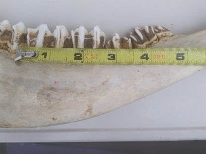 HORSE OR OTHER ANIMAL JAW TEETH FREE SHIP