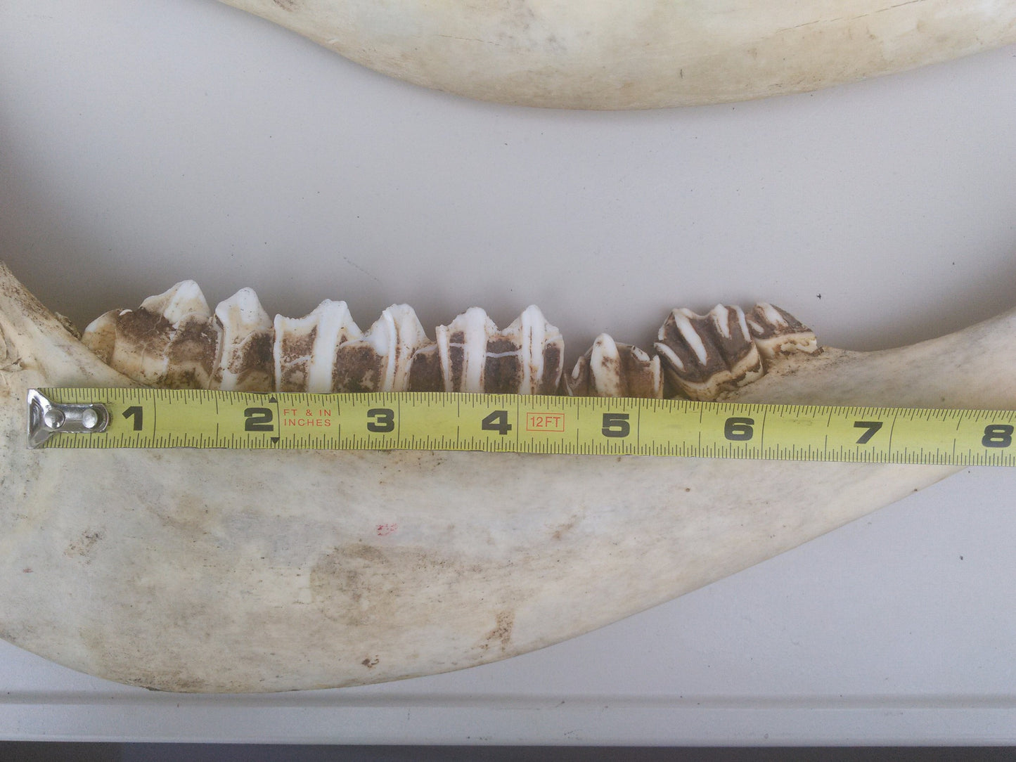 HORSE OR OTHER ANIMAL JAW TEETH FREE SHIP