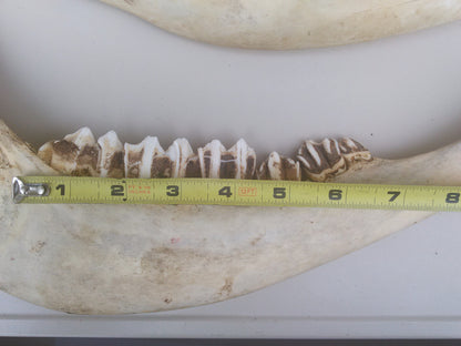 HORSE OR OTHER ANIMAL JAW TEETH FREE SHIP