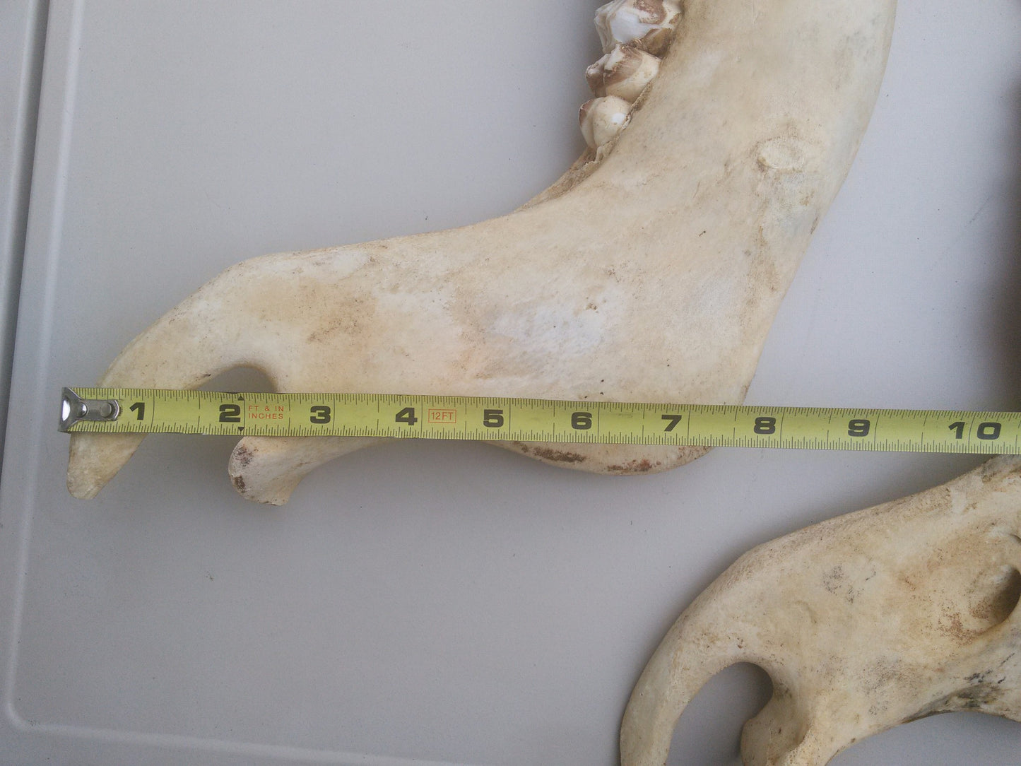 HORSE OR OTHER ANIMAL JAW TEETH FREE SHIP