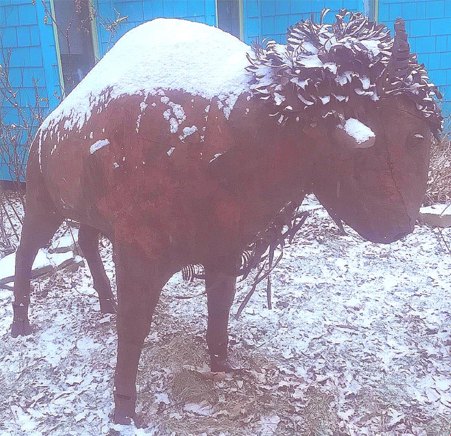 UNIVERSITY COLORADO RALPHIE? HUGE BISON METAL SCULPTURE 61" x 73" x 21" FREESHIP