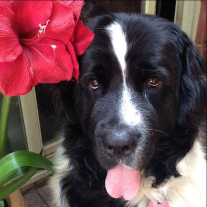 VANTE SEBRA 3120 1090 PHARMACEUTICAL TUBE SEALER  90DAYWARRANTY WATCHVIDEO