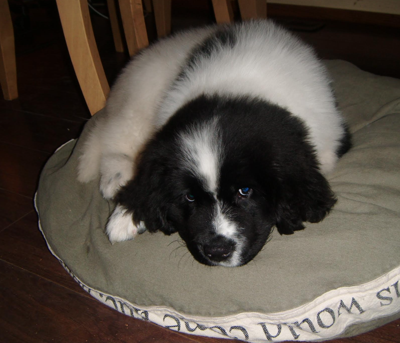 VANTE SEBRA 3120 1090 PHARMACEUTICAL TUBE SEALER  90DAYWARRANTY WATCHVIDEO