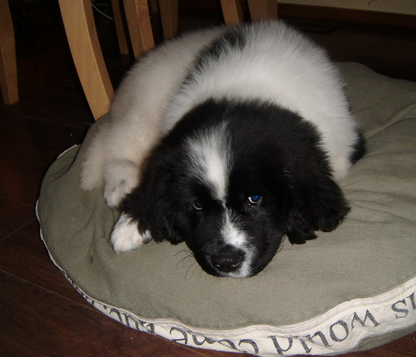 VANTE SEBRA 3120 1090 PHARMACEUTICAL TUBE SEALER  90DAYWARRANTY WATCHVIDEO