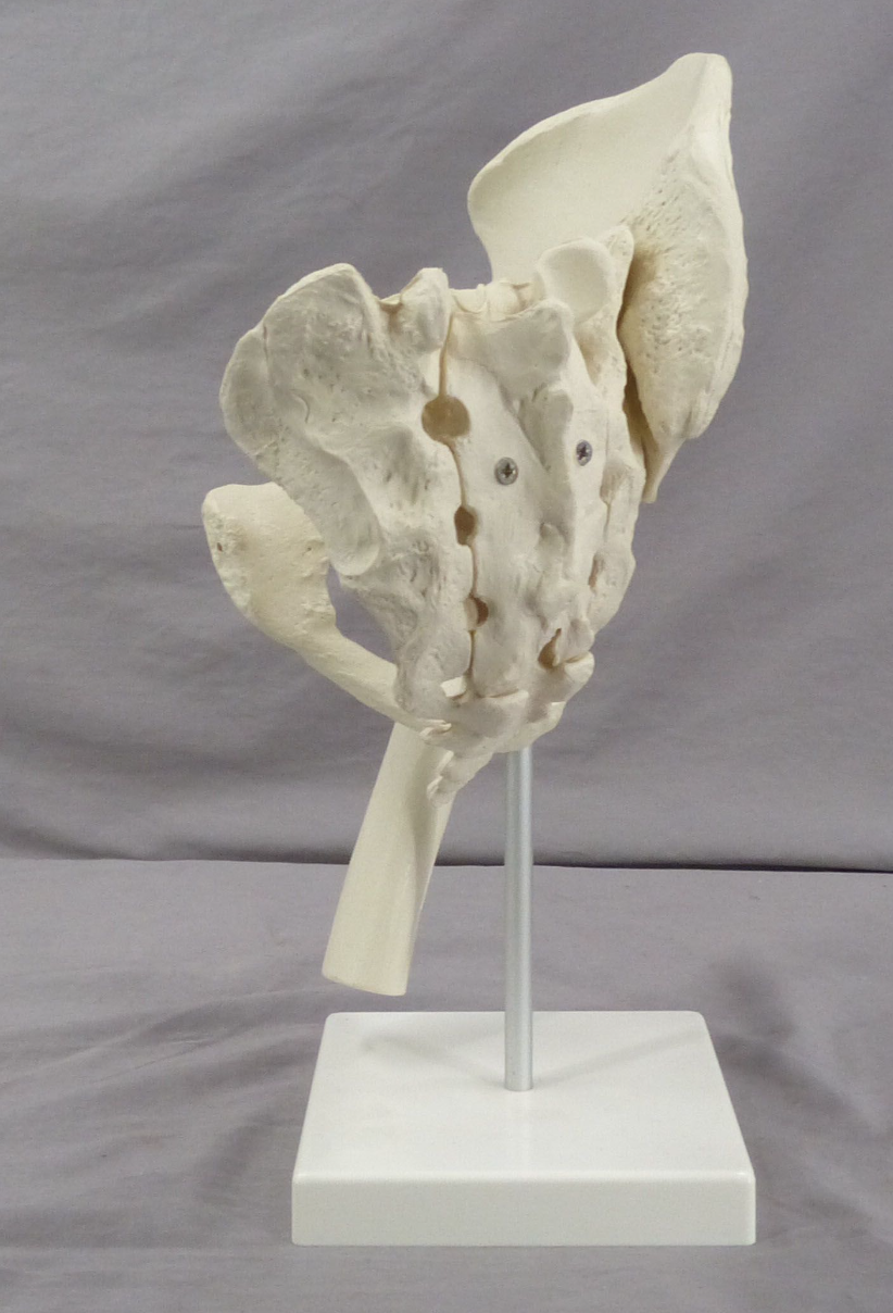 Pelvis, Right Side Teaching Model-Single Part