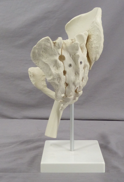 Pelvis, Right Side Teaching Model-Single Part