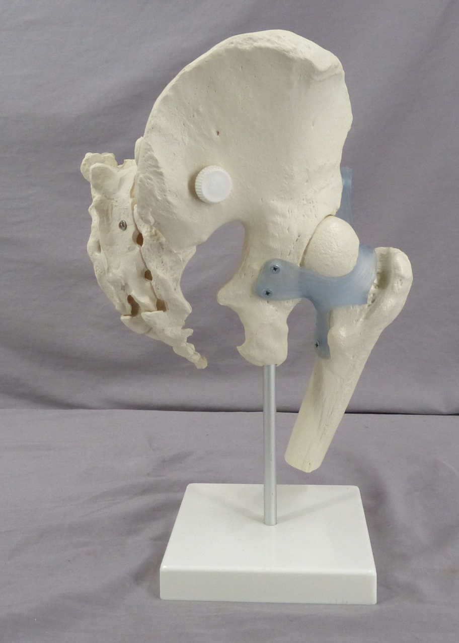 Pelvis, Right Side Teaching Model-Single Part