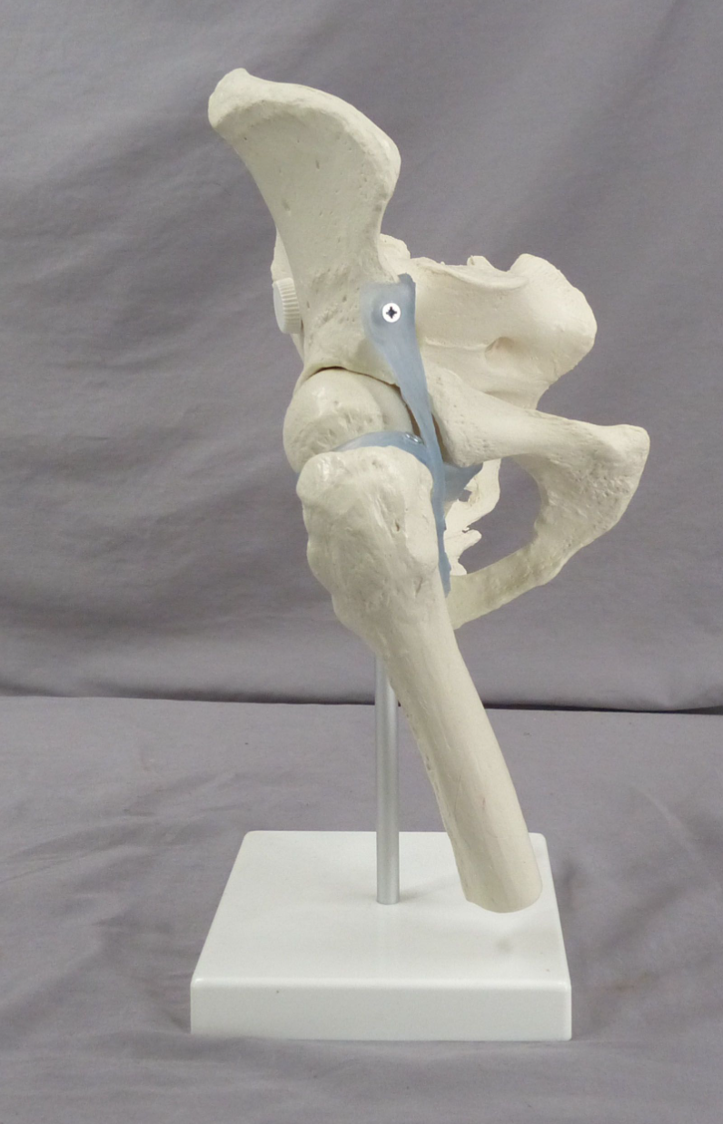 Pelvis, Right Side Teaching Model-Single Part