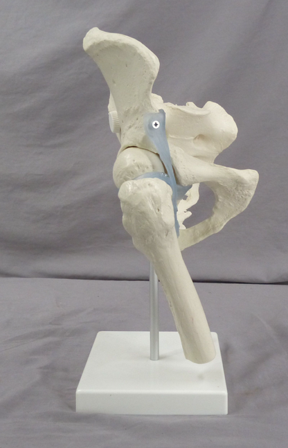 Pelvis, Right Side Teaching Model-Single Part