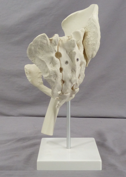 Pelvis, Right Side Teaching Model-Single Part