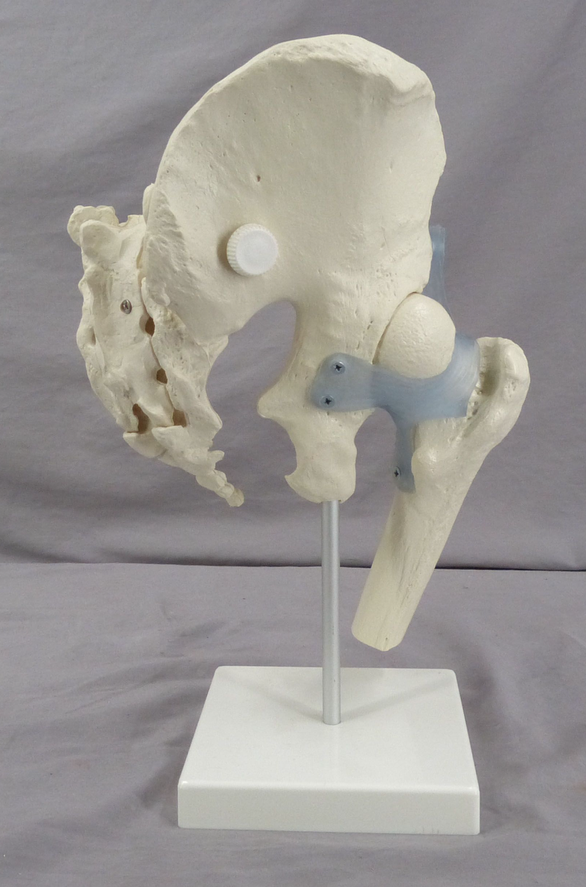 Pelvis, Right Side Teaching Model-Single Part