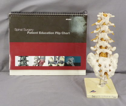 3B Lumbar Spine Teaching Model-Single Part