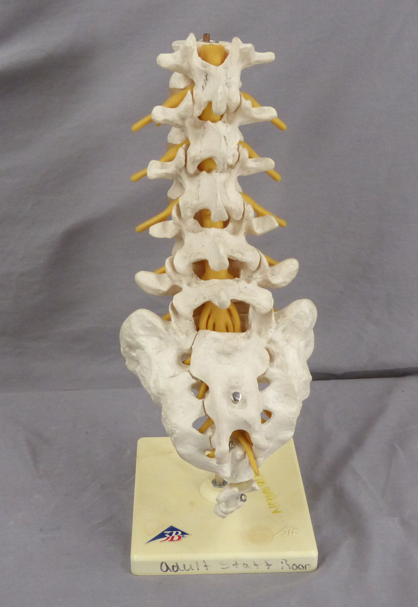 3B Lumbar Spine Teaching Model-Single Part