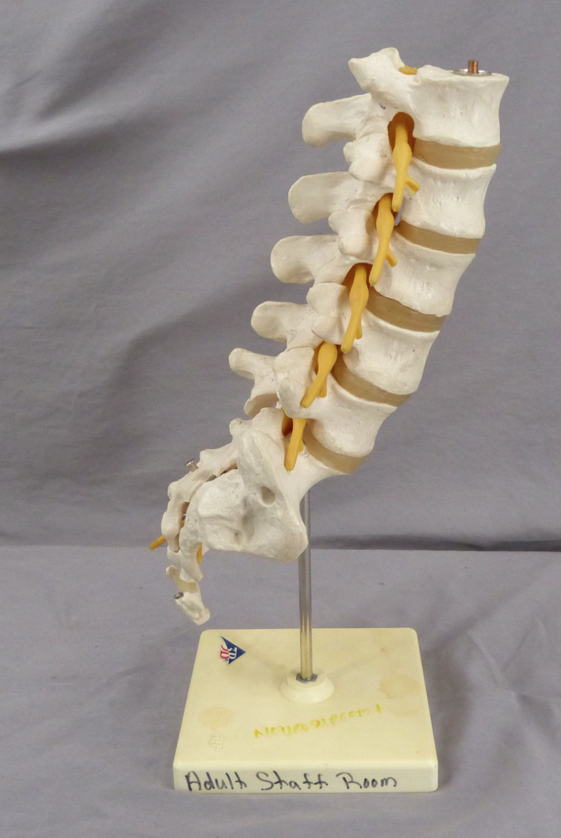 3B Lumbar Spine Teaching Model-Single Part