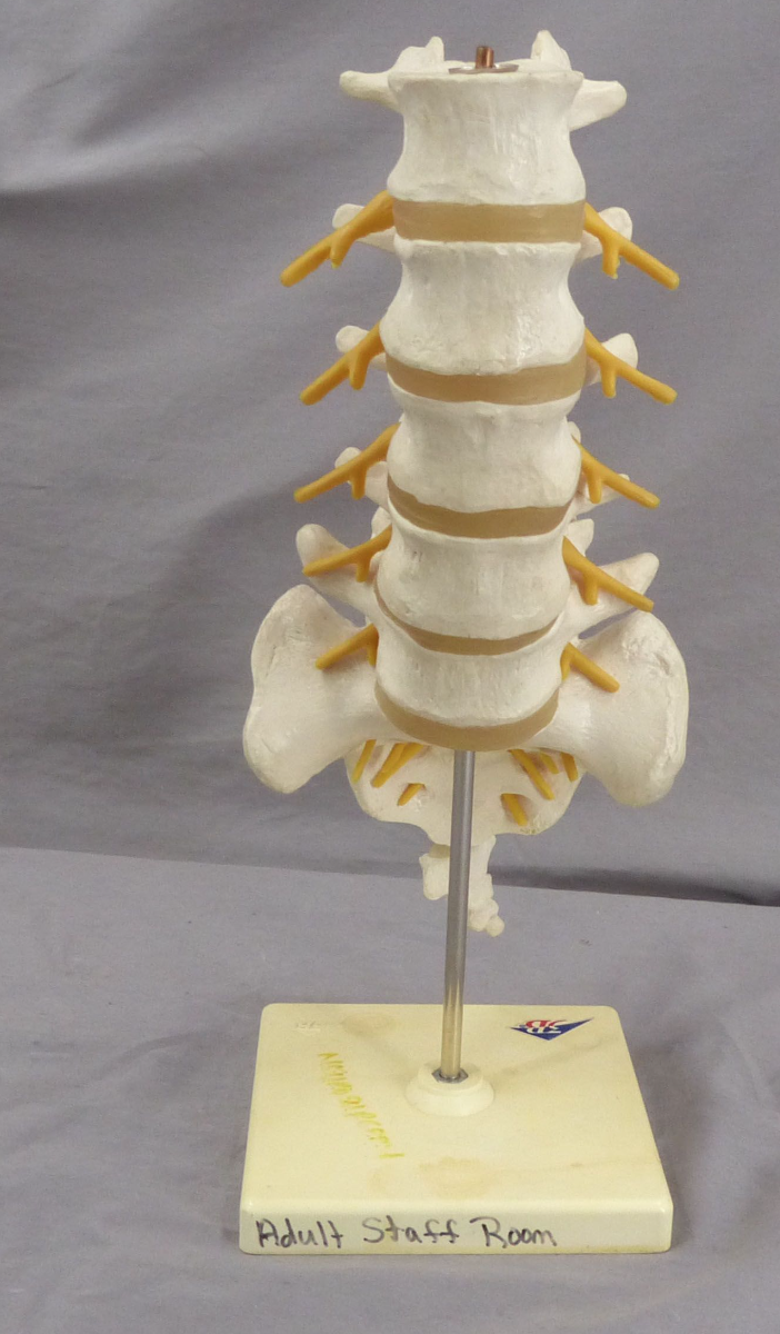 3B Lumbar Spine Teaching Model-Single Part