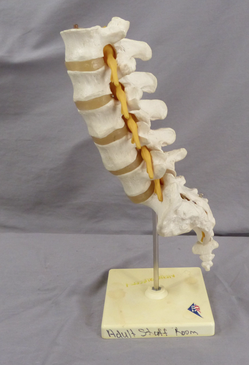 3B Lumbar Spine Teaching Model-Single Part