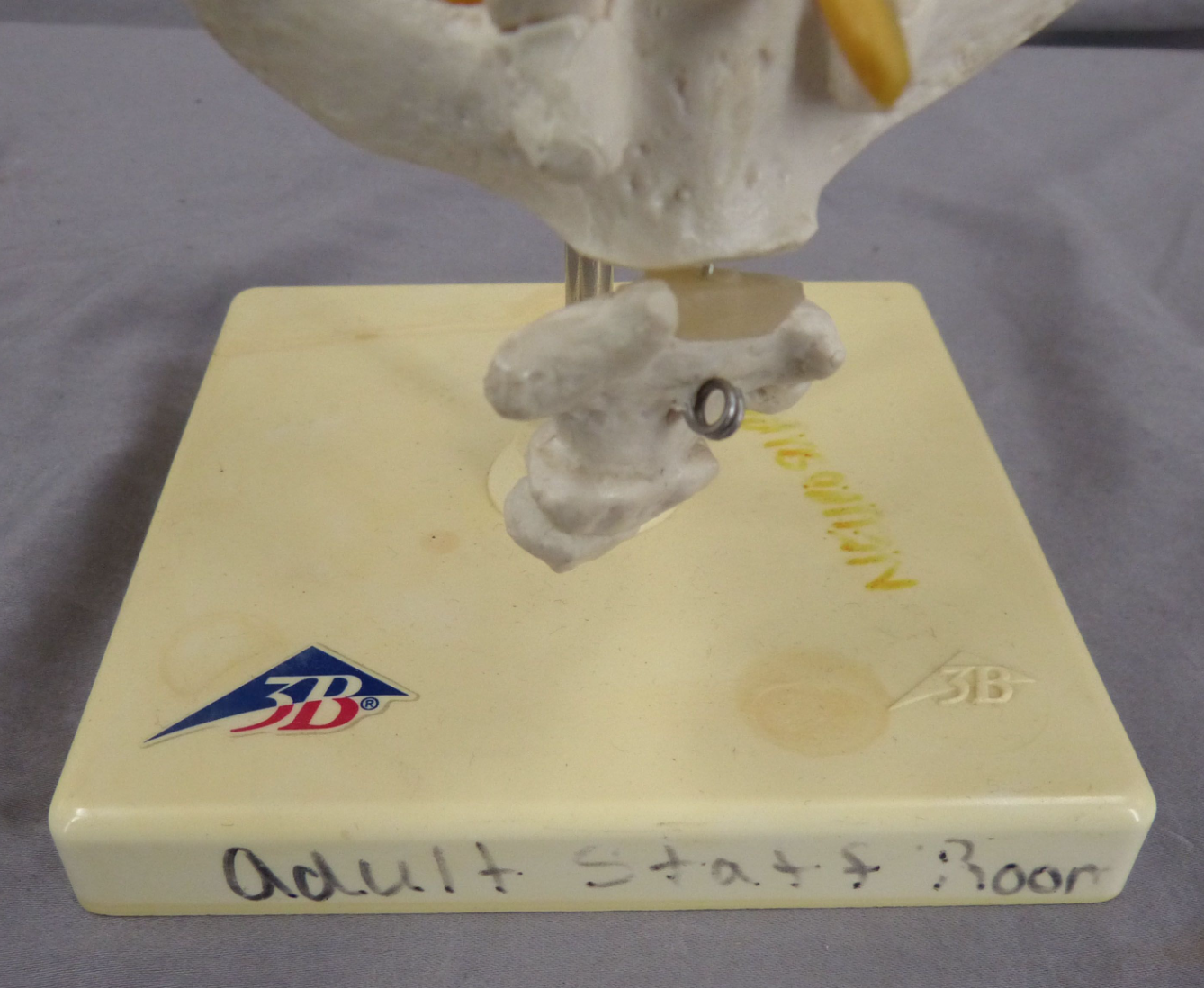 3B Lumbar Spine Teaching Model-Single Part