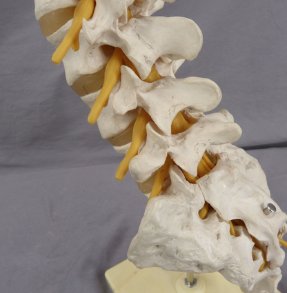 3B Lumbar Spine Teaching Model-Single Part