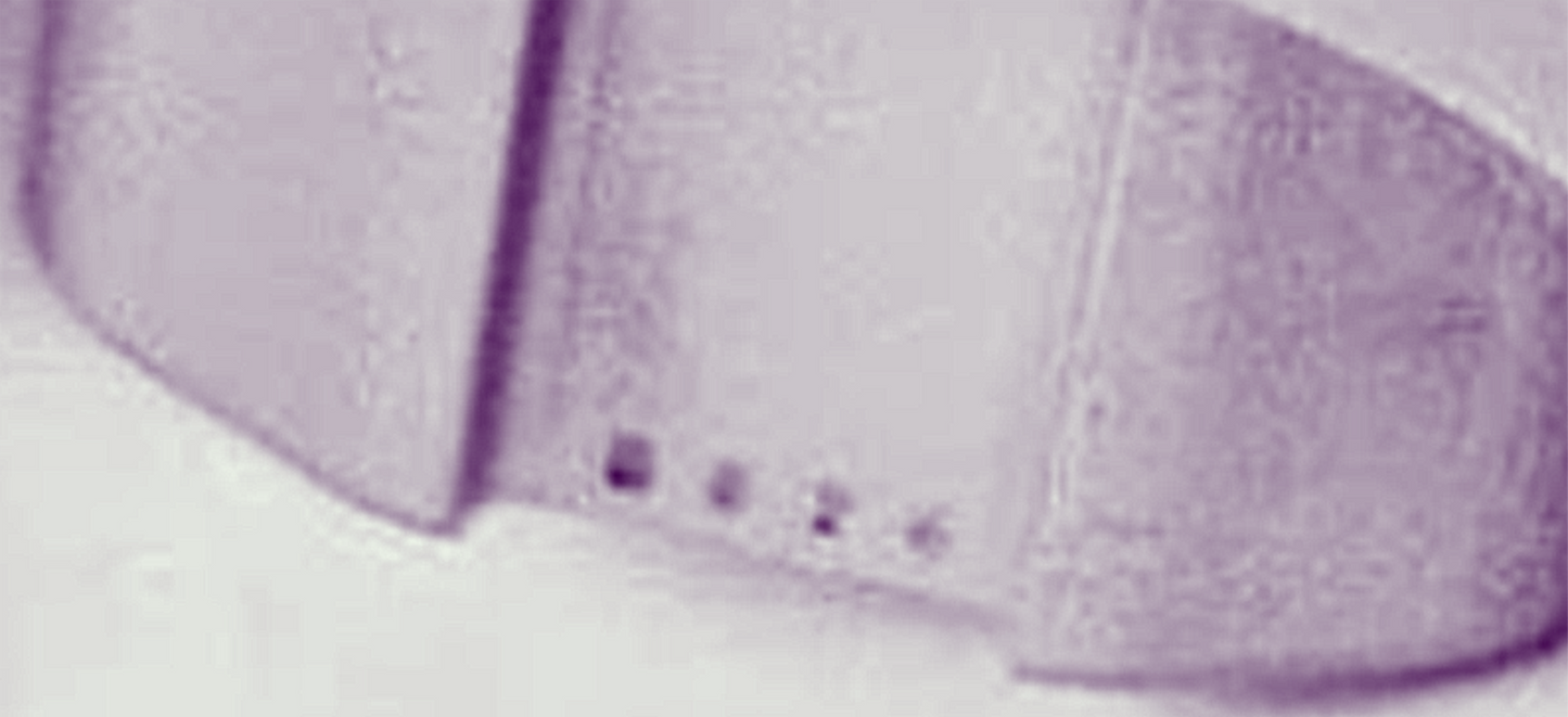 WARRANTY EPPENDORF A-4-44 ROTOR 4 SWING BUCKET ADAPTORS 58.. Centrifuge FREESHIP